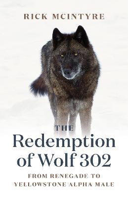 The Redemption of Wolf 302: From Renegade to Yellowstone Alpha Male - Rick McIntyre - cover