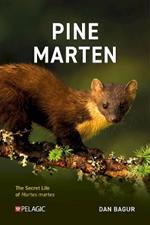 Pine Marten: The Secret Life of Martes martes
