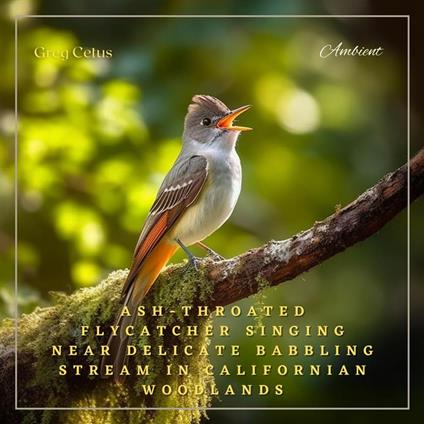 Ash-throated Flycatcher Singing Near Delicate Babbling Stream in Californian Woodlands