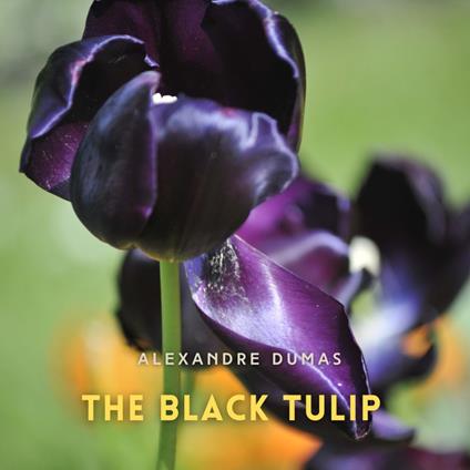 Black Tulip, The