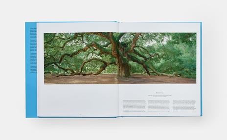 Tree. Exploring the arboreal world - 4