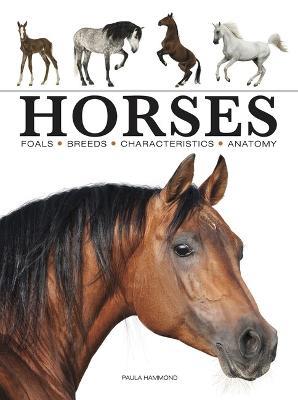 Horses - Paula Hammond - cover