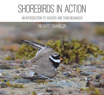 Shorebirds in Action: An Introduction to Waders and Their Behaviour - Richard Chandler - cover