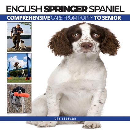 ENGLISH SPRINGER SPANIEL: