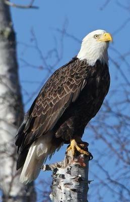 Eagle Perched Blank Journal - cover