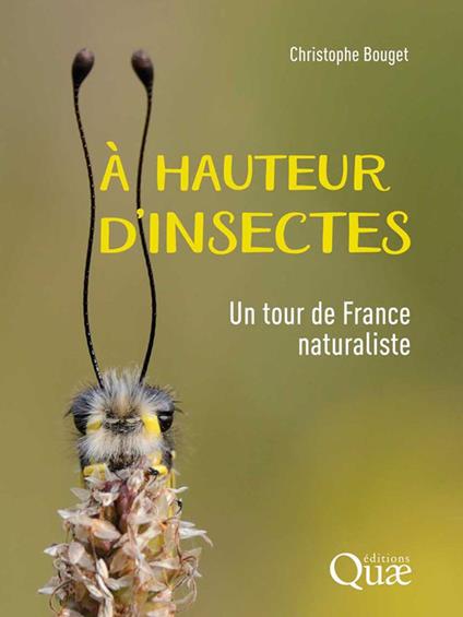 À hauteur d'insectes