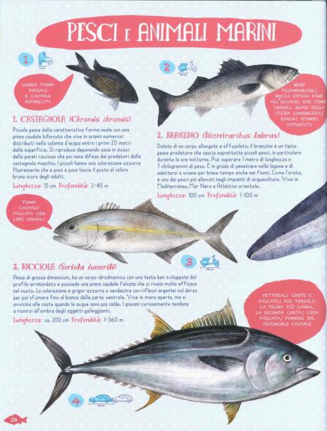 Pesci del mondo e altri animali marini. Ediz. a colori - Angelo Mojetta - 2