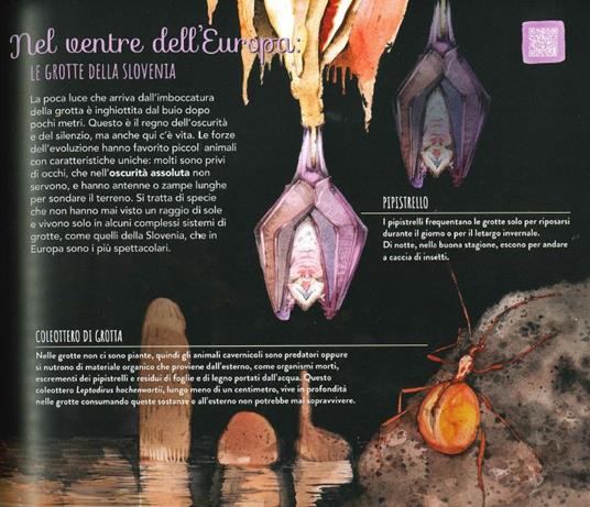 Evoluzione. La lotta per la sopravvivenza sulle tracce di Darwin e dei grandi scienziati. Ediz. a colori - Francesco Tomasinelli - 4
