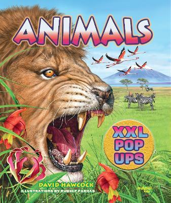 Animals XXL pop-ups - David Hawcock - cover
