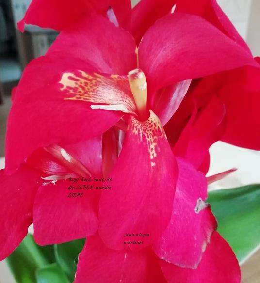 Nichts ist für immer - Jana Alegra Martines - ebook