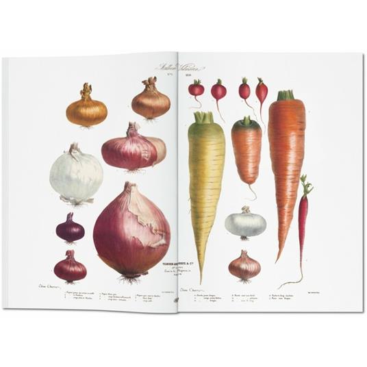Vilmorin, vegetable garden. Ediz. italiana, spagnola e portoghese - Werner Dressendörfer - 2