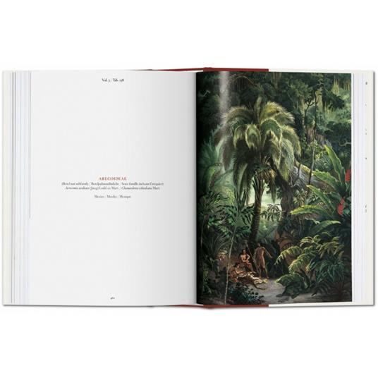 C. F. P. von Martius. The book of palms. Ediz. italiana, spagnola e portoghese - H. Walter Lack - 4
