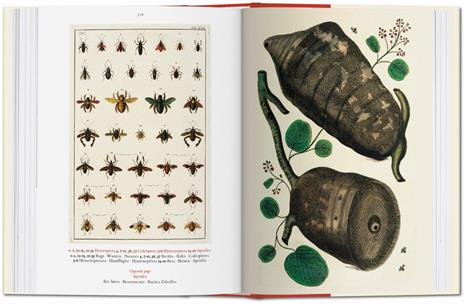 Albertus Seba. Cabinet of natural curiosities. Ediz. italiana, spagnola e portoghese - Irmgard Musch,Jes Rust,Rainer Willmann - 8