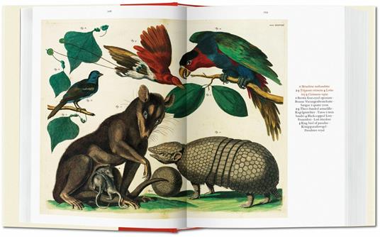 Albertus Seba. Cabinet of natural curiosities. Ediz. italiana, spagnola e portoghese - Irmgard Musch,Jes Rust,Rainer Willmann - 4