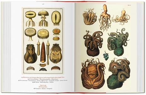 Albertus Seba. Cabinet of natural curiosities. Ediz. italiana, spagnola e portoghese - Irmgard Musch,Jes Rust,Rainer Willmann - 5