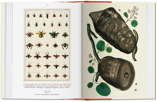 Albertus Seba. Cabinet of natural curiosities. Ediz. italiana, spagnola e portoghese - Irmgard Musch,Jes Rust,Rainer Willmann - 7