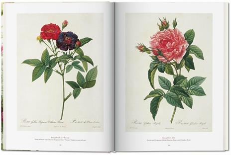 Pierre-Joseph Redouté. The book of flowers. Ediz. italiana, spagnola e portoghese - H. Walter Lack - 5