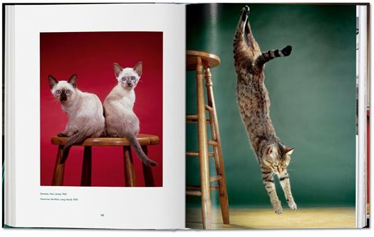 Walter Chandoha. Cats. Photographs 1942–2018. Ediz. inglese, francese e tedesca - Susan Michals - 5