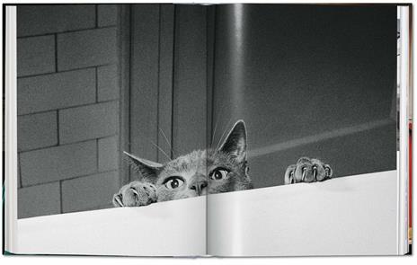 Walter Chandoha. Cats. Photographs 1942–2018. Ediz. inglese, francese e tedesca - Susan Michals - 6