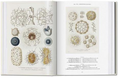 The art and science of Ernst Haeckel. 45th Ed. Ediz. inglese - Rainer Willmann,Julia Voss - 2