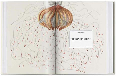 The art and science of Ernst Haeckel. 45th Ed. Ediz. inglese - Rainer Willmann,Julia Voss - 3