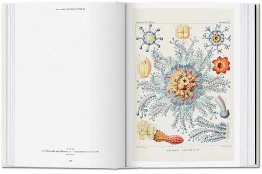 The art and science of Ernst Haeckel. 45th Ed. Ediz. inglese - Rainer Willmann,Julia Voss - 5