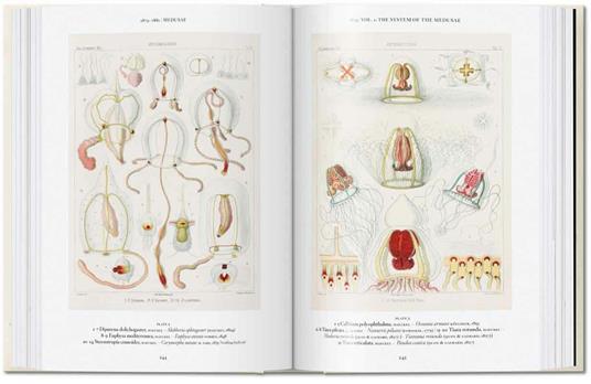 The art and science of Ernst Haeckel. 45th Ed. Ediz. inglese - Rainer Willmann,Julia Voss - 6