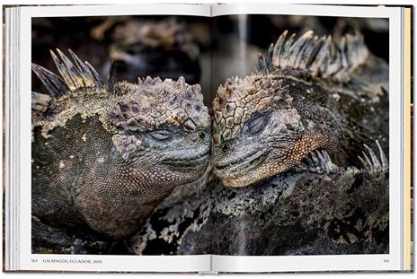 Steve McCurry. Animals - 8
