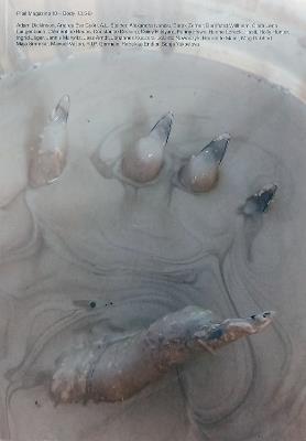 PFEIL #18 - BODY - NINA KUTTLER,ANJA DIETMANN - cover