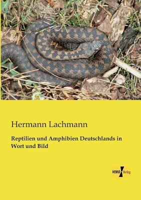 Reptilien und Amphibien Deutschlands in Wort und Bild - Hermann Lachmann - cover