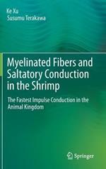 Myelinated Fibers and Saltatory Conduction in the Shrimp: The Fastest Impulse Conduction in the Animal Kingdom