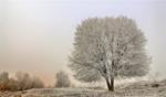 Il sole non scioglie la brina