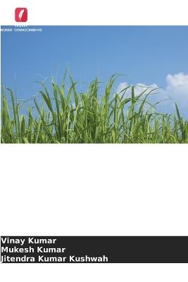 Relação entre a cobertura morta e a nutrição com fósforo na cana-de-açúcar plantada no outono - Vinay Kumar,Mukesh Kumar,Jitendra Kumar Kushwah - cover