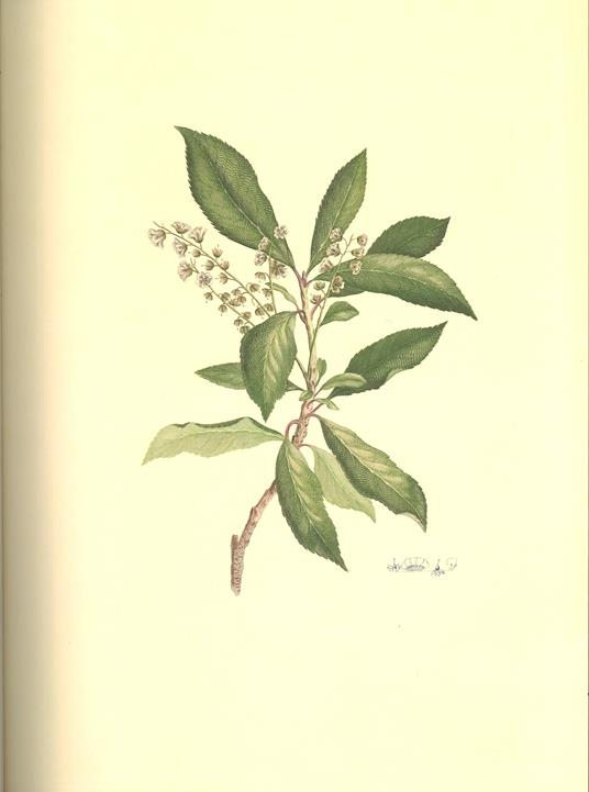 Florilegium. Tesori botanici del primo viaggio di Cook. Ediz. illustrata - Joseph Banks,Mel Gooding - 3