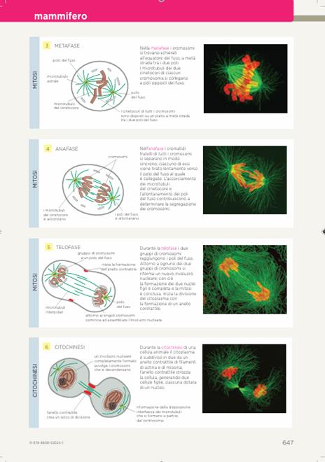 L'essenziale di biologia molecolare della cellula. Con Contenuto digitale (fornito elettronicamente) - Bruce Alberts,Karen Hopkin,Alexander Johnson - 4