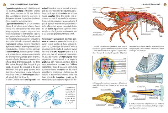 Zoologia - Adriana Rigutti - 4