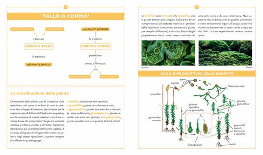 Enciclopedia illustrata di piante, alberi e fiori - Emanuela Busà - 5