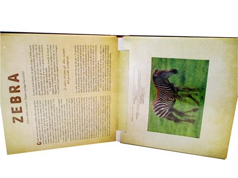Safari. Un libro illustrato in Photicular®. Ediz. illustrata - Carol Kaufmann,Dan Kainen - 2