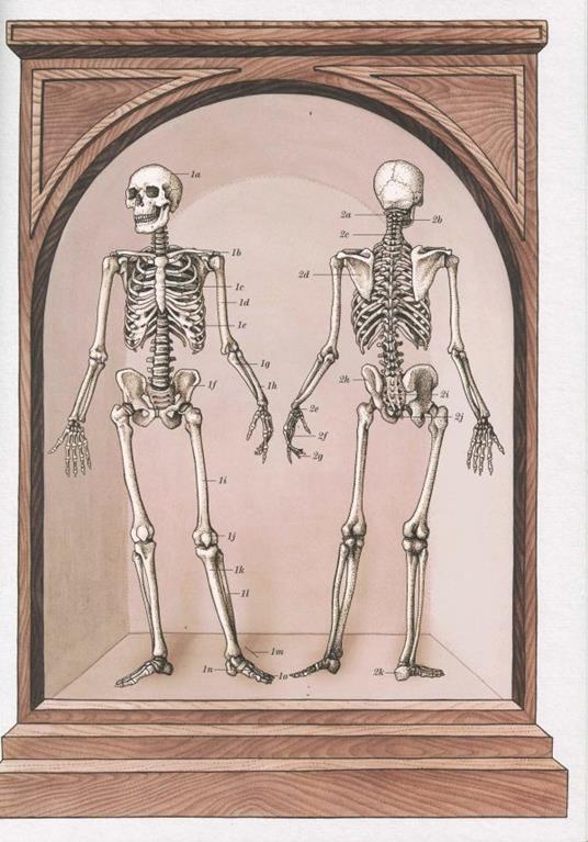 Anatomicum. Il grande libro del corpo umano. Ediz. a colori - Jennifer Paxton,Katharina Wiedemann - 2