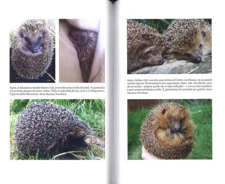 25 grammi di felicità. Come un piccolo riccio può cambiarti la vita - Massimo Vacchetta,Antonella Tomaselli - 2