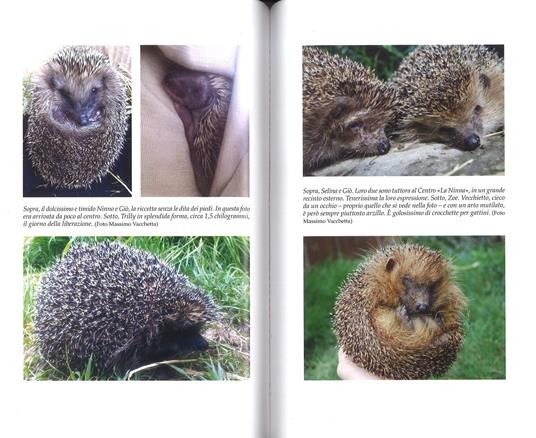 25 grammi di felicità. Come un piccolo riccio può cambiarti la vita - Massimo Vacchetta,Antonella Tomaselli - 2