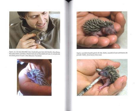 25 grammi di felicità. Come un piccolo riccio può cambiarti la vita - Massimo Vacchetta,Antonella Tomaselli - 3