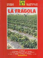 La fragola
