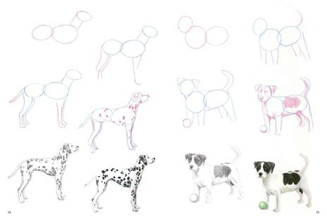 Come disegnare cani con semplici passaggi - Susie Hodge - 4