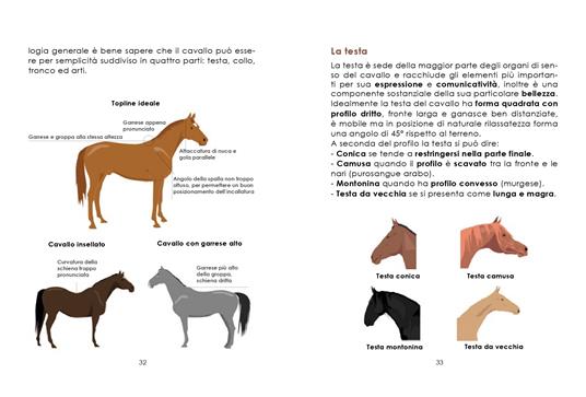 L'arte dell'equitazione. Manuale completo e illustrato - Andrea Pantano - 4