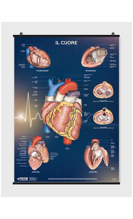 Il cuore - Lucia Manzoli,Stefano Ratti - copertina