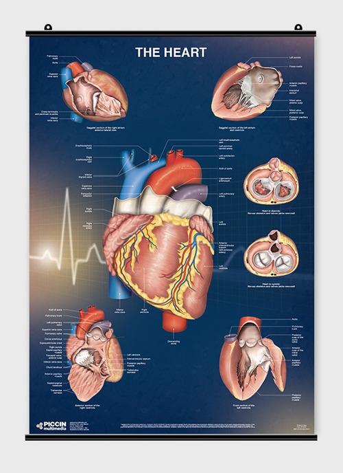 The heart - Lucia Manzoli,Stefano Ratti - copertina