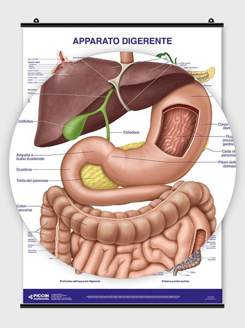 ibs
