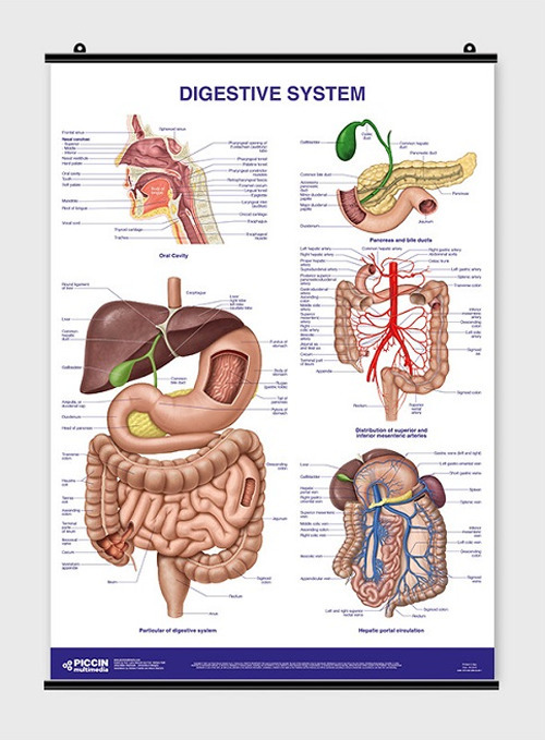 ibs