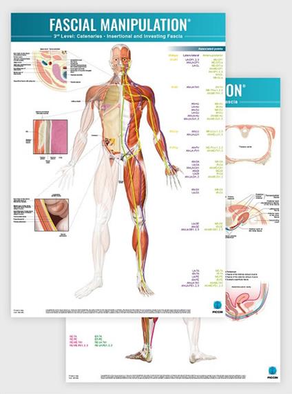 Fascial manipulation. 3rd level poster: catenaries-insertional and investing fascia - Stecco - copertina
